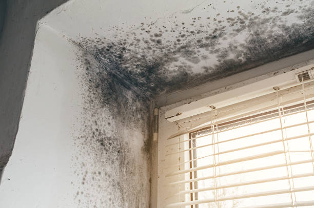 Affordable Black Mold Remediation solutions in Chester Gap, VA